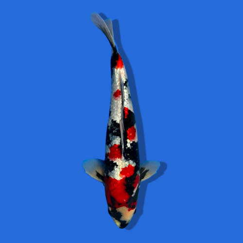 35cm Gin Rin Showa Sakuma High Quality Koi for Sale