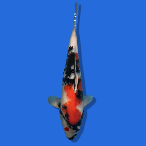50cm Omosaku Showa High quality Japanese Koi