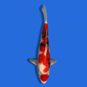 50cm Omosaku Showa High quality Japanese Koi