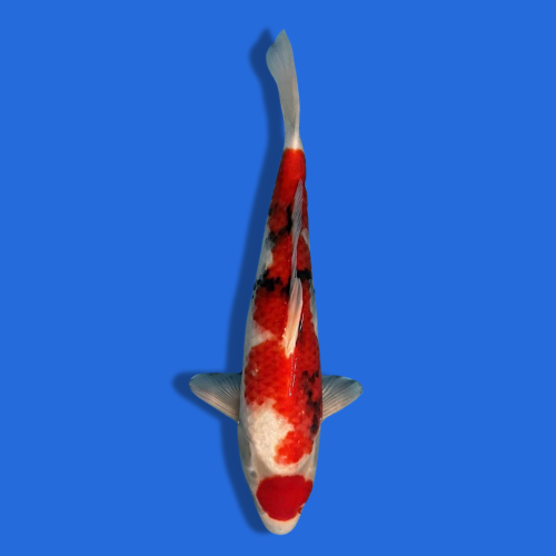 50cm Omosaku Showa High quality Japanese Koi