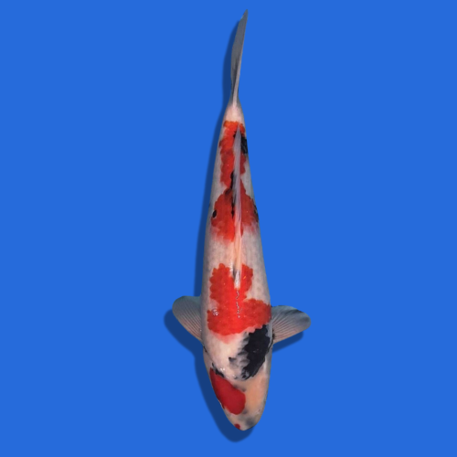 50cm Omosaku Showa High quality Japanese Koi