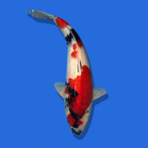 50cm Omosaku Showa High quality Japanese Koi