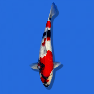 50cm Omosaku showa High quality Japanese koi for sale