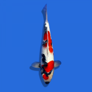 50cm Omosaku showa high quality Japanese koi