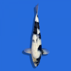 50cm Shiro Utsuri omosako