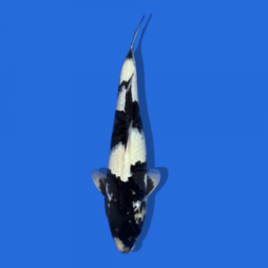 50cm Shiro utsuri High Quality Japanese koi