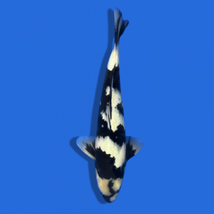 50cm Shiro utsuri High Quality Japanese koi