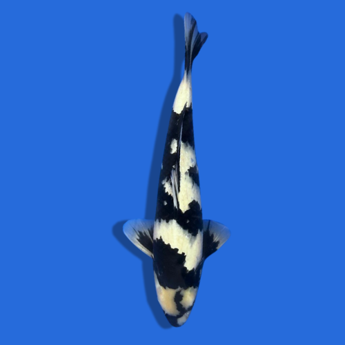 50cm Shiro utsuri High Quality Japanese koi