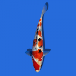 28cm Sakuma Sanke High quality Japanese Koi
