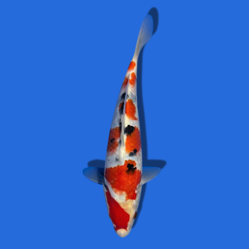 28cm Sakuma Sanke High quality Japanese Koi