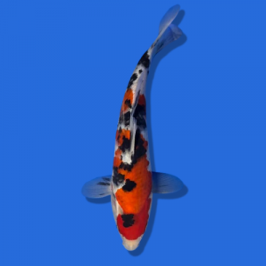 25cm Sakuma Sanke High quality Japanese Koi