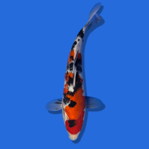 25cm Sakuma Sanke High quality Japanese Koi