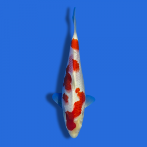 25cm Sakuma Kohaku High quality Japanese Koi