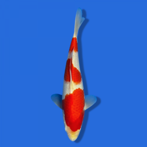 25cm Sakuma Kohaku High quality Japanese Koi