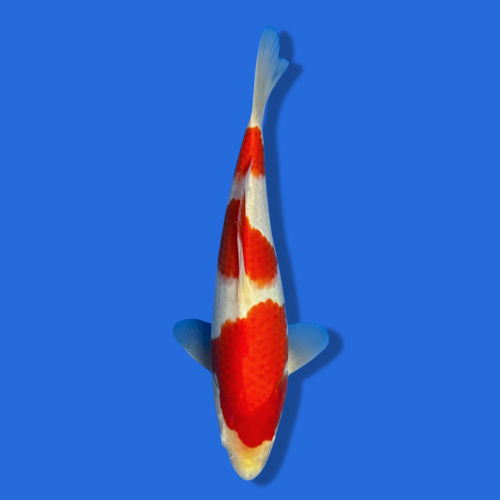 25cm Sakuma Kohaku High quality Japanese Koi