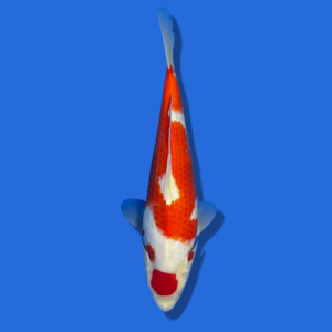28cm Sakuma Kohaku High quality Japanese Koi