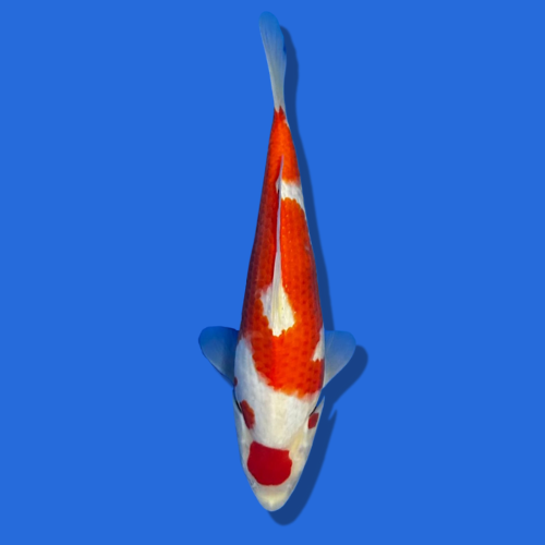 28cm Sakuma Kohaku High quality Japanese Koi