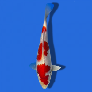 26cm Sakuma Kohaku High quality Japanese Koi