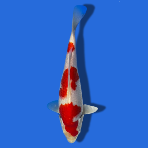 26cm Sakuma Kohaku High quality Japanese Koi