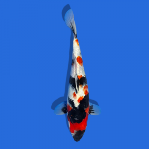 28cm Sakuma Showa High Quality Japanese Koi