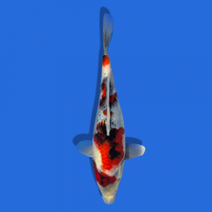 28cm Sakuma Showa High quality Japanese Koi