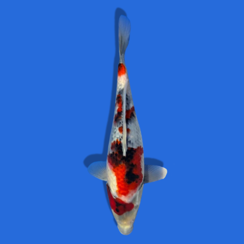 28cm Sakuma Showa High quality Japanese Koi