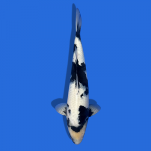 53cm Shiro utsuri High Quality Japanese koi