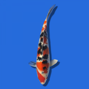 34cm Sakuma Sanke High quality Japanese Koi