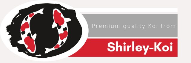 Shirley Koi