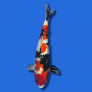 51cm NND Showa High Quality Japanese Koi