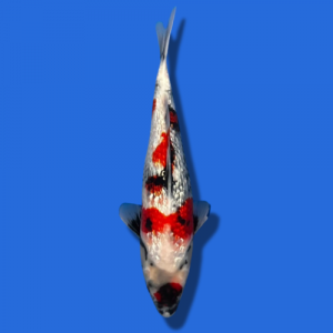 35cm Sakuma Ginrin Showa High Quality Japanese Koi