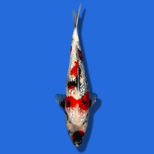 35cm Sakuma Ginrin Showa High Quality Japanese Koi