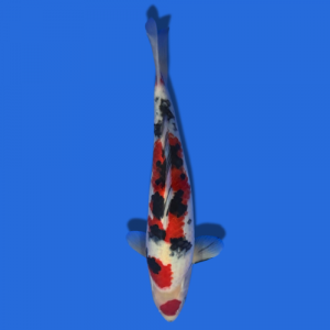35cm Sakuma Sanke High quality Japanese Koi
