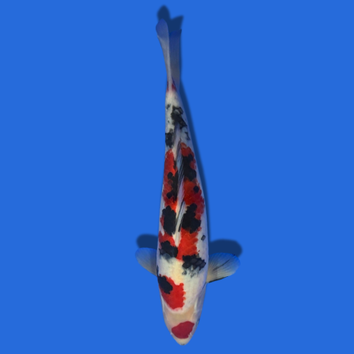 35cm Sakuma Sanke High quality Japanese Koi
