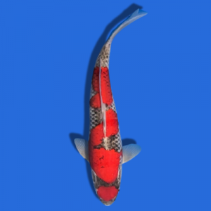 36cm Kanno Goshiki High Quality Japanese Koi