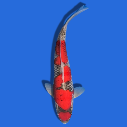 36cm Kanno Goshiki High Quality Japanese Koi