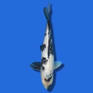 36cm Omosaku Shiro Utsuri High Quality Japanese Koi