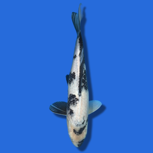 36cm Omosaku Shiro Utsuri High Quality Japanese Koi
