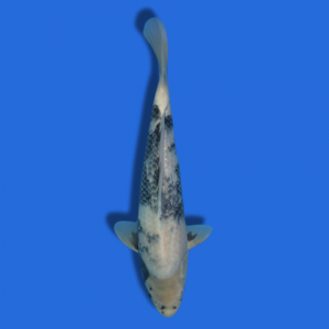 38cm Omosaku Shiro Utsuri High Quality Japanese Koi