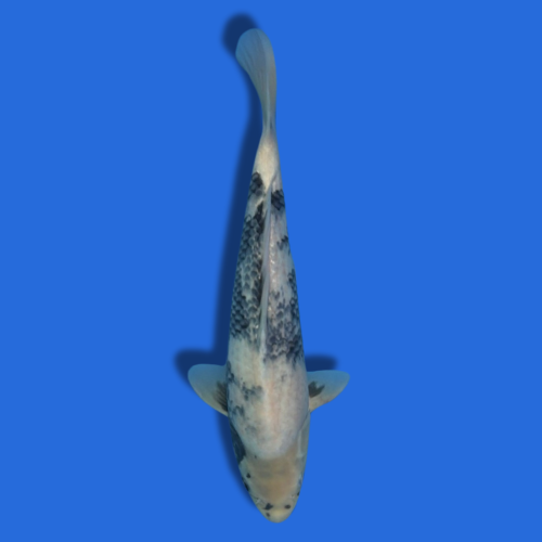 38cm Omosaku Shiro Utsuri High Quality Japanese Koi