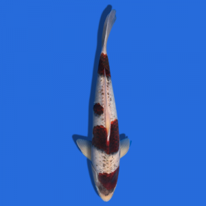 41cm Matsunosuke Koromo High Quality Japanese Koi