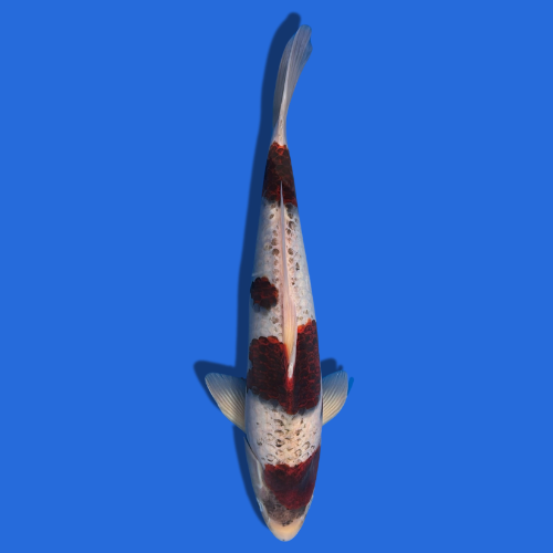 41cm Matsunosuke Koromo High Quality Japanese Koi