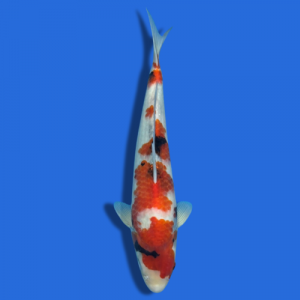 43cm Sakuma Showa High Quality Japanese Koi