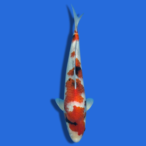 43cm Sakuma Showa High Quality Japanese Koi