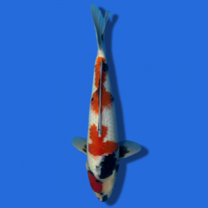 44cm Sakuma Showa High Quality Japanese Koi