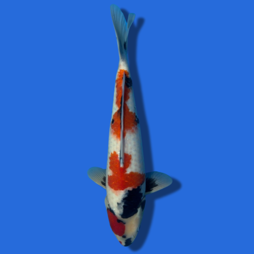 44cm Sakuma Showa High Quality Japanese Koi