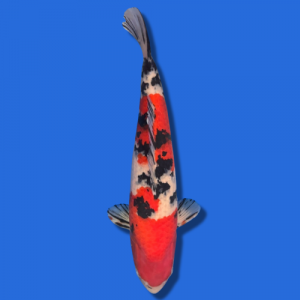 45cm Sakuma Sanke High Quality Japanese Koi