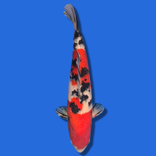 45cm Sakuma Sanke High Quality Japanese Koi