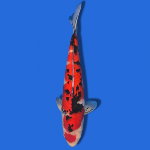 45cm Sakuma Sanke High quality Japanese Koi