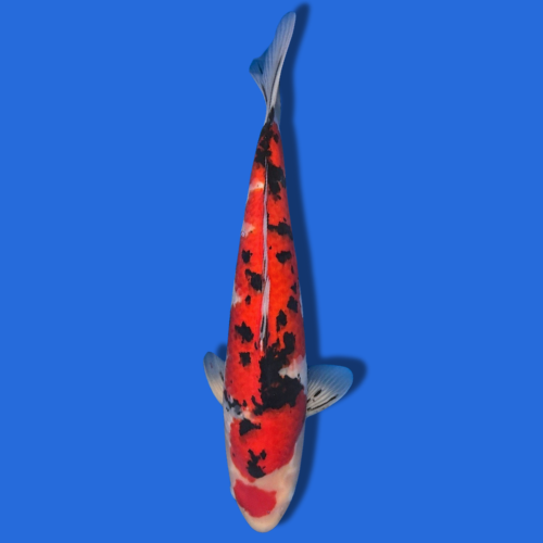 45cm Sakuma Sanke High quality Japanese Koi